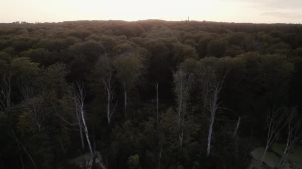Un drone vole au-dessus de la zone inondée d'une forêt, s'approchant progressivement des arbres verts luxuriants placés sur le fond du ciel couchant