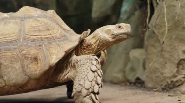 Kahverengi ve bronz kabuklu bir kaplumbağanın zemin seviyesinde görüntüsü, sert bir doku sergiliyor, kayalardan oluşan bir arka planla ormanda yürüyor.