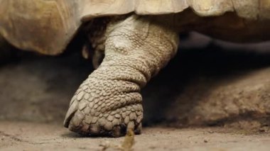 Ormanın kayalık yüzeyinde yürürken kaplumbağanın pullu ayaklarının ve pençelerinin yakın çekimi.