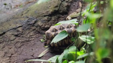 Bir ormanın yeşil yapraklarının altında yürüyen bir kaplumbağayı yakalayan yüksek açılı bir çekim, yavaş yavaş gözden kayboluyor.