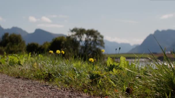 Крупный План Запечатлевает Зеленую Траву Украшенную Нежными Желтыми Цветами Фоне — стоковое видео