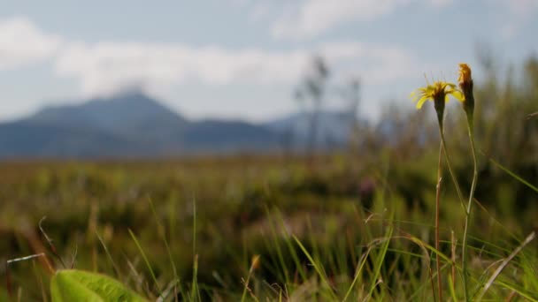 Widok Bliska Żółte Kwiaty Stojące Wysokie Pośród Bujnej Zielonej Trawy — Wideo stockowe