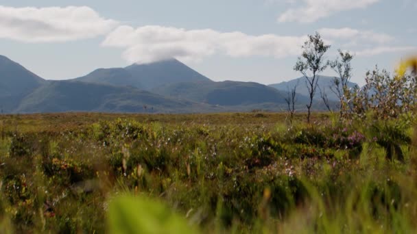 Статический Снимок Захватывающий Огромные Зеленые Поля Простирающиеся Далеко Видеть Глаз — стоковое видео