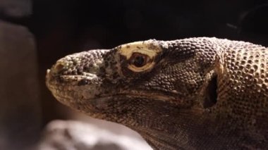 Komodo ejderhasının pullu derisini ve gözlerindeki yoğunluğu çok güzel bulanık bir arkaplanda yakalayan bir yan görüntü.