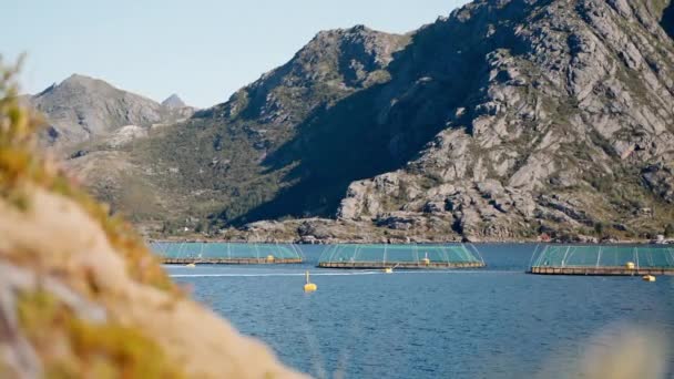 Durağan Bir Çekim Norveç Balık Çiftliklerini Görkemli Dağların Nefes Kesici — Stok video