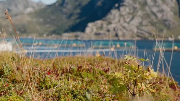 Sallanan Bitkilerin Yakın Çekimlerinde Bulanık Birikintileri Muhteşem Dağlar Nefes Kesici — Stok video