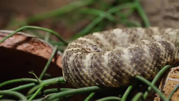 Una Toma Estática Cerca Una Serpiente Cascabel Enrollada Cabeza Descansando — Vídeo de stock