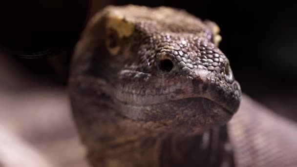 Närbild Rack Fokus Sömlöst Skiftar Från Kraftfulla Käkar Komodo Drake — Stockvideo