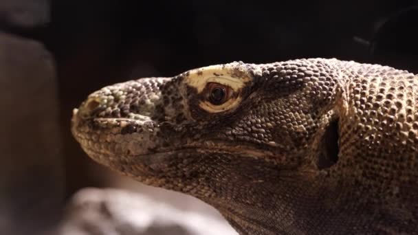 Sidovy Skott Fånga Intrikata Detaljer Komodo Drakens Fjällande Hud Och — Stockvideo