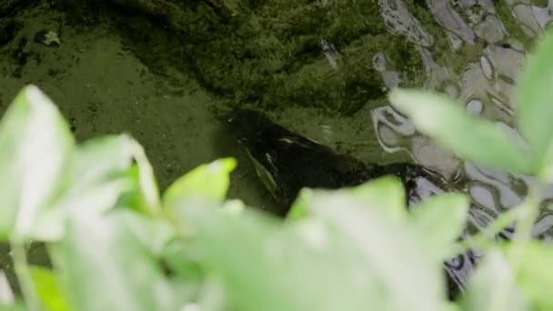 Een Hoge Hoek Schot Vangt Een Alligator Blijft Ondergedompeld Perfect — Stockvideo