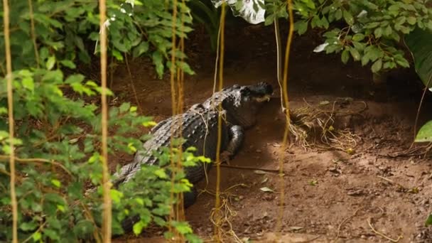 Staattinen Laukaus Vangitsee Hilseilevän Alligaattorin Levossa Ruskealla Maaperällä Vihreät Lehdet — kuvapankkivideo