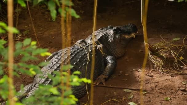 一只静止的鳄鱼在褐色的土地上长着有纹理的鳞片 前景一片绿叶环抱着它 — 图库视频影像