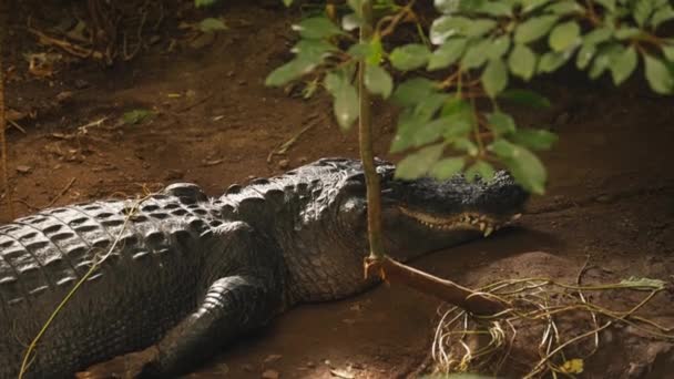 Sebuah Tembakan Masih Menangkap Keheningan Menawan Dari Aligator Beristirahat Tanah — Stok Video