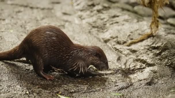 Een Tracking Shot Vangt Een Otter Bezig Met Een Heerlijke — Stockvideo