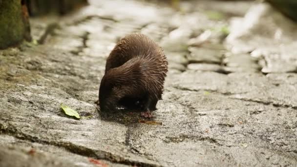 Een Tracking Shot Vangt Een Otter Sierlijk Navigeren Door Natte — Stockvideo