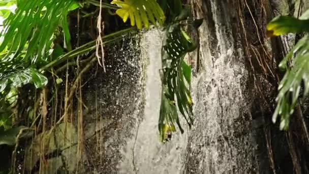 Статический Снимок Показывает Монстера Делисиоса Процветает Фоне Завораживающего Каскадного Водопада — стоковое видео