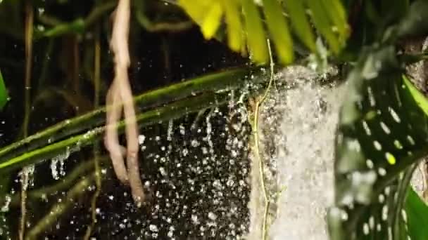 Close Static Shot Capturing Waterfall Gracefully Cascading Lush Stem Monstera — Stok Video