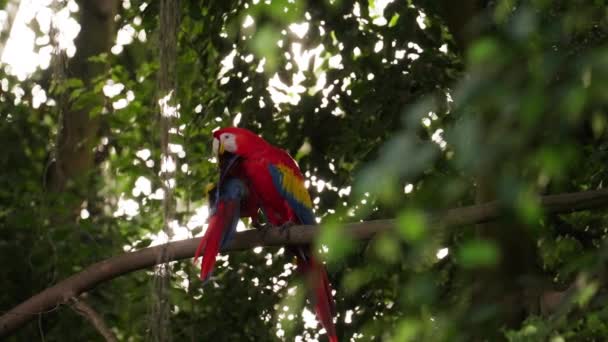 낮에는 무성한 정글에서 가지에 스칼렛 마카오의 로맨틱 — 비디오