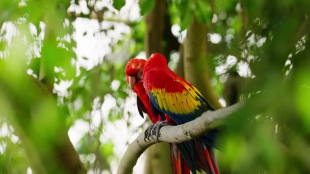 一只朱红色的金刚鹦鹉在丛林中的树枝上啄食着它的同伴 — 图库视频影像