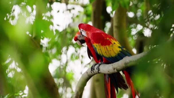 Close Two Scarlet Macaws Resting Tree Branch Blurred Leaves Foreground — Stock Video