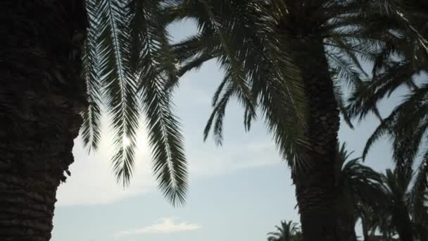 明亮的阳光在蓝天的背景下从摇曳的棕榈叶后射出 — 图库视频影像