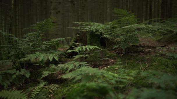 Çamurlu Yeşil Eğreltiotlarını Yakalıyor Rüzgarda Yavaşça Sallanıyor Yüksek Orman Ağaçlarının — Stok video
