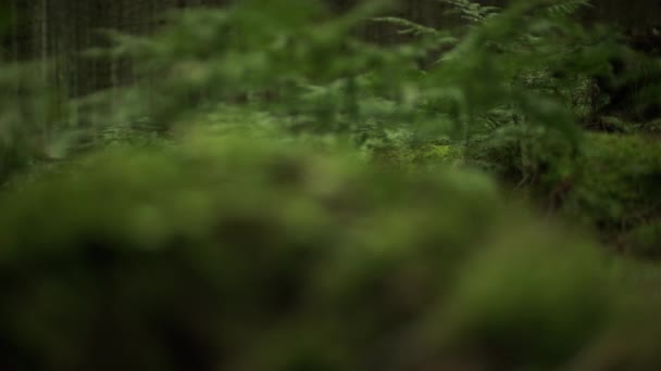 Een Rack Focus Schot Overgang Tussen Kleine Planten Mossige Bosbodem — Stockvideo