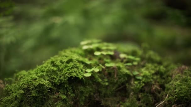 Zvětšený Záběr Malých Rostlin Jemnými Listy Rostoucími Mechu Rozmazanou Zelení — Stock video