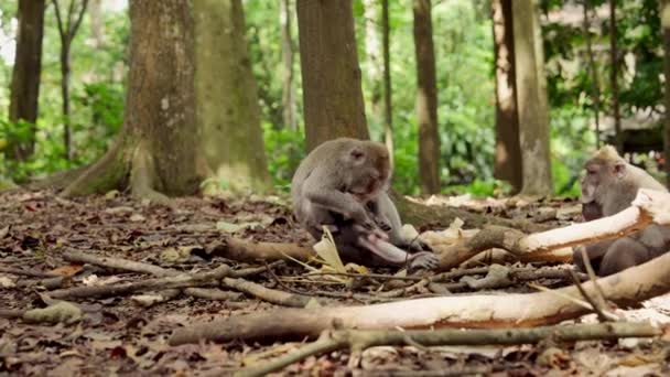 サルは地面に座り 幼児の世話をする一方 もう一人は日光の下で葉で覆われた森で食べ物を噛みつける — ストック動画