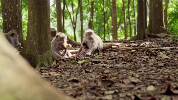 森で太陽の下で休んでいるサルとその幼児の地上レベルショット — ストック動画