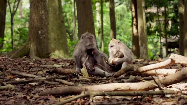 Dois Macacos Sentam Chão Floresta Cobertos Com Folhas Secas Galhos — Vídeo de Stock