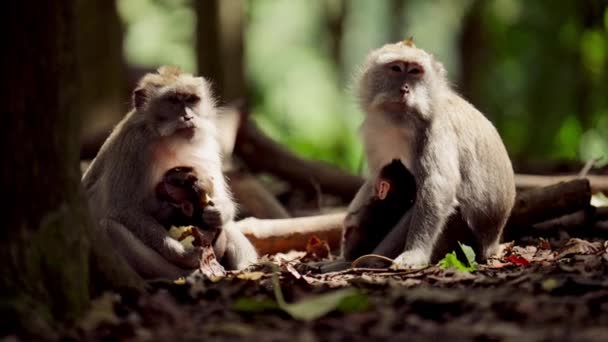 Dvě Opice Pečují Své Děti Pod Slunečním Světlem Pozadí Rozmazané — Stock video