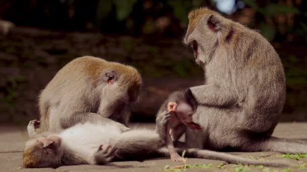 Rodzina Małp Odpoczywa Naturalnym Środowisku Dziennym Dwie Dorosłe Małpy Pielęgnują — Wideo stockowe