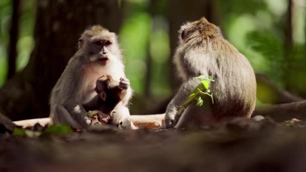 Наземный Снимок Обезьян Поедающих Вместе Своими Детенышами Сидя Лесной Подстилке — стоковое видео