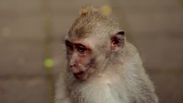 Крупним Планом Знімок Мавпи Встановленої Проти Розмитого Природного Зовнішнього Середовища — стокове відео