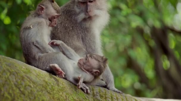Dos Monos Bebés Juegan Mientras Madre Los Cuida Una Rama — Vídeo de stock