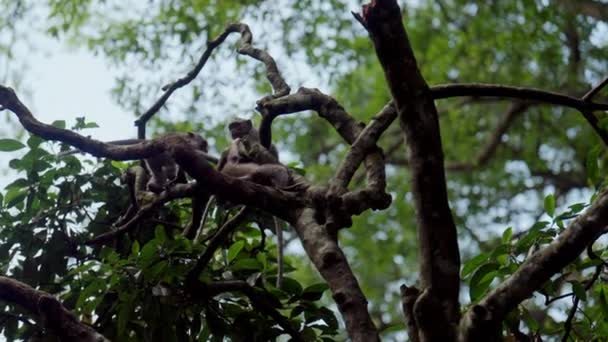 하늘과 가지에서 재생하고 작용하는 원숭이의 — 비디오