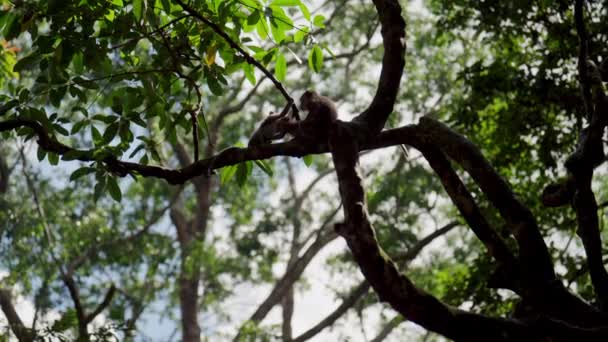 Tiro Baixo Ângulo Uma Família Macacos Unindo Galho Árvore Alta — Vídeo de Stock