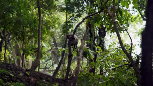 Мавпа Грайливо Крутиться Крихітній Гілці Маленького Дерева Тлі Пишного Зеленого — стокове відео