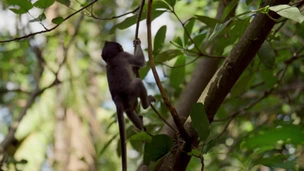 Primo Piano Una Scimmia Neonata Che Arrampica Con Attenzione Piccolo — Video Stock
