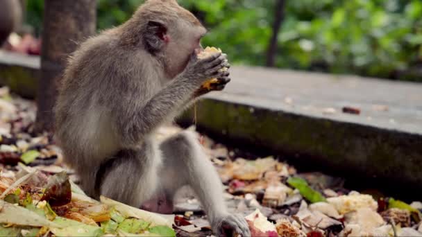 Macaco Senta Chão Mastigando Comendo Milho Com Algumas Moscas Zumbindo — Vídeo de Stock