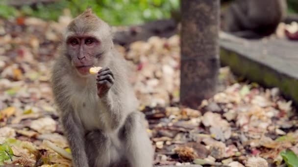 Close Macaco Mastigando Comida Enquanto Sentado Chão Floresta Frondosa Com — Vídeo de Stock
