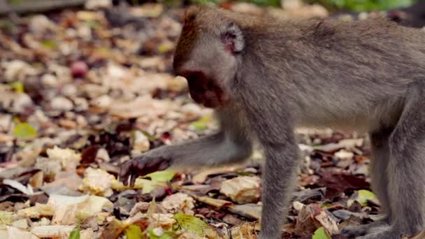 Close Macaco Procura Comida Chão Floresta Coberto Com Folhas Secas — Vídeo de Stock