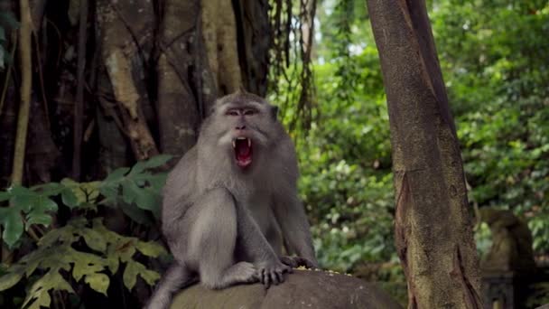 Macaco Boceja Expondo Seus Longos Afiados Dentes Enquanto Descansa Sobre — Vídeo de Stock