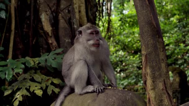 背の高い木々と濃い葉に囲まれた緑豊かな森の岩の上に猿が座っています — ストック動画