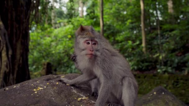 Para Małp Dba Siebie Siedząc Skale Tropikalnym Lesie — Wideo stockowe