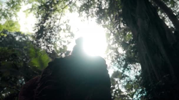 Eine Flache Aufnahme Fängt Eine Affen Silhouette Ein Die Auf — Stockvideo