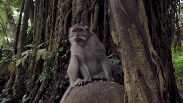 Ręczne Ujęcie Uchwyca Małpę Gapiącą Się Kamerę Siedzącą Skale Innym — Wideo stockowe