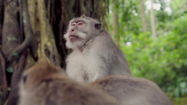 Primo Piano Una Scimmia Che Guarda Dintorni Prima Osservare Altre — Video Stock