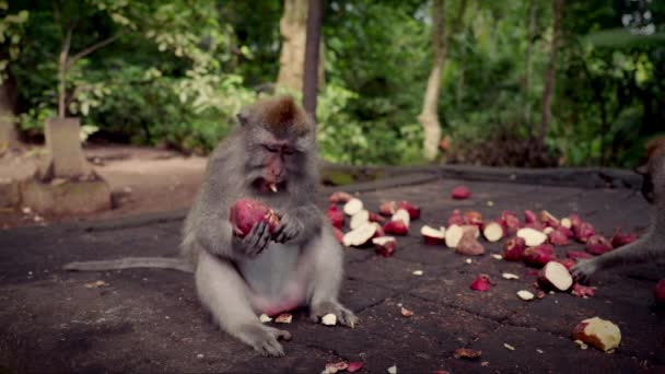 Ein Affe Genießt Eine Mahlzeit Dschungel Umgeben Von Üppigem Grün — Stockvideo
